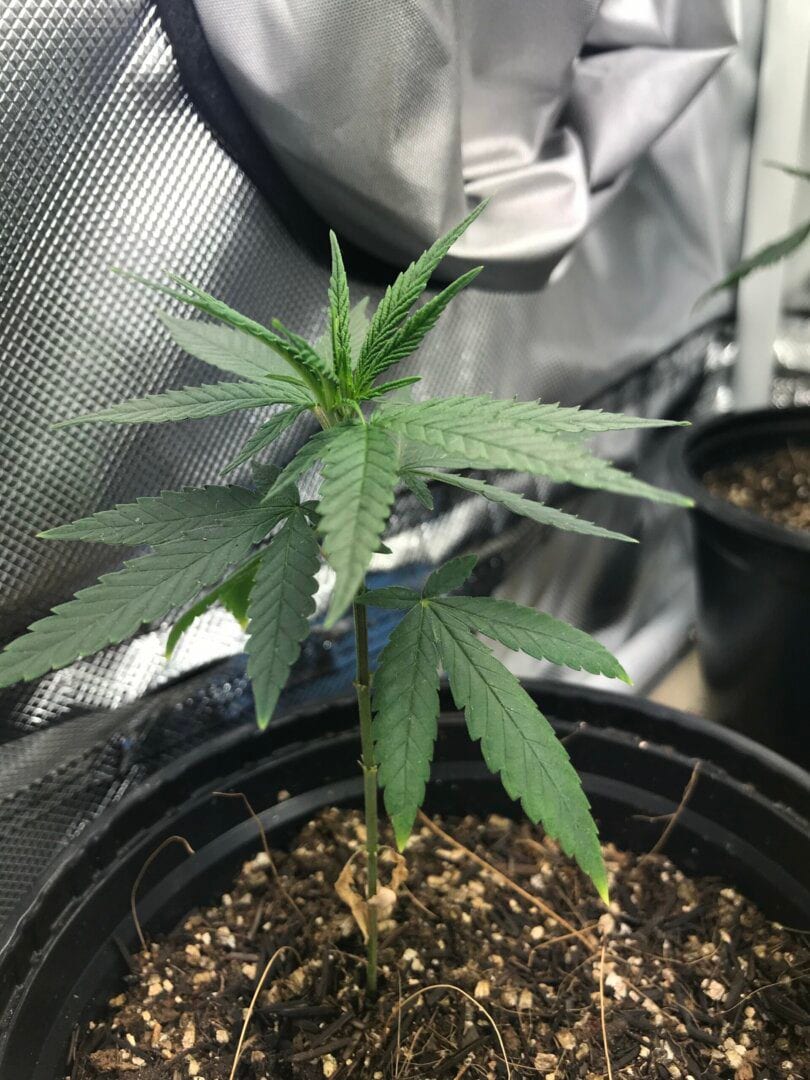 primeiro-cultivo