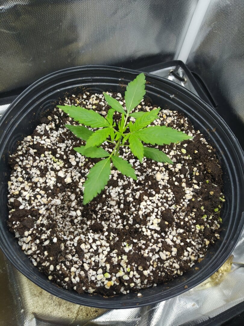 red-kush