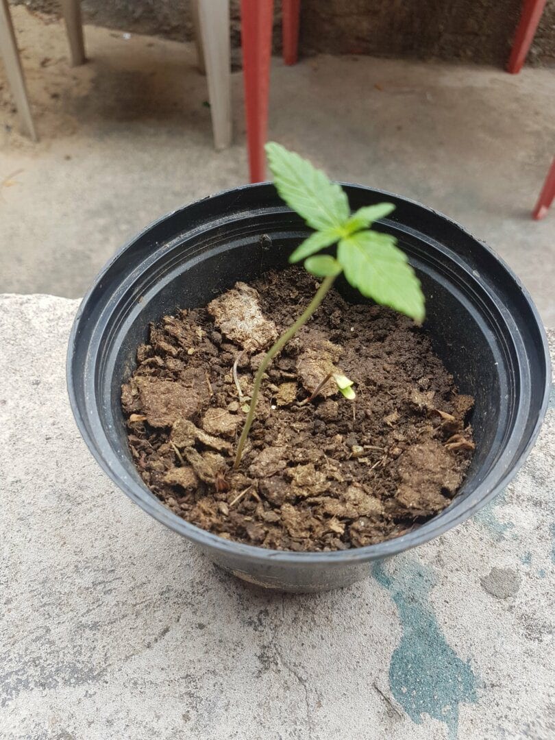 minha-erva