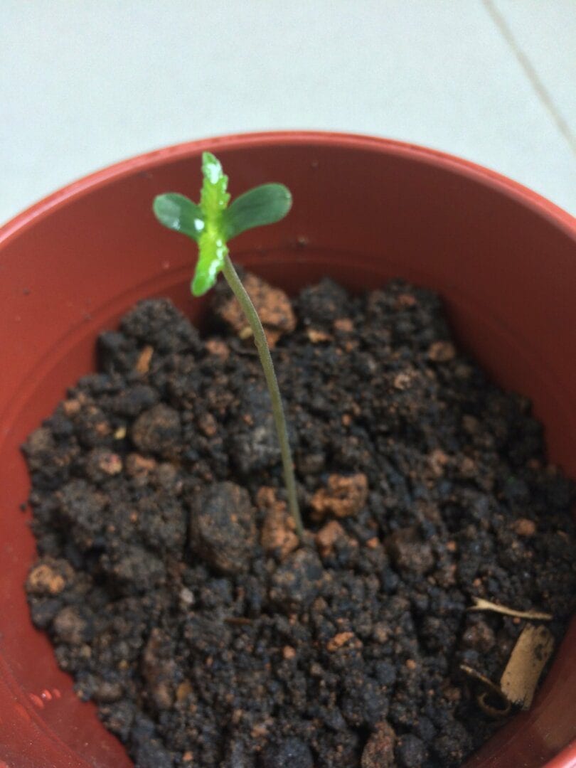 growing