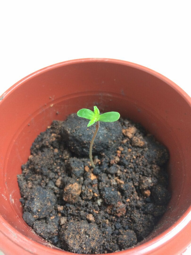 primeiro-cultivo
