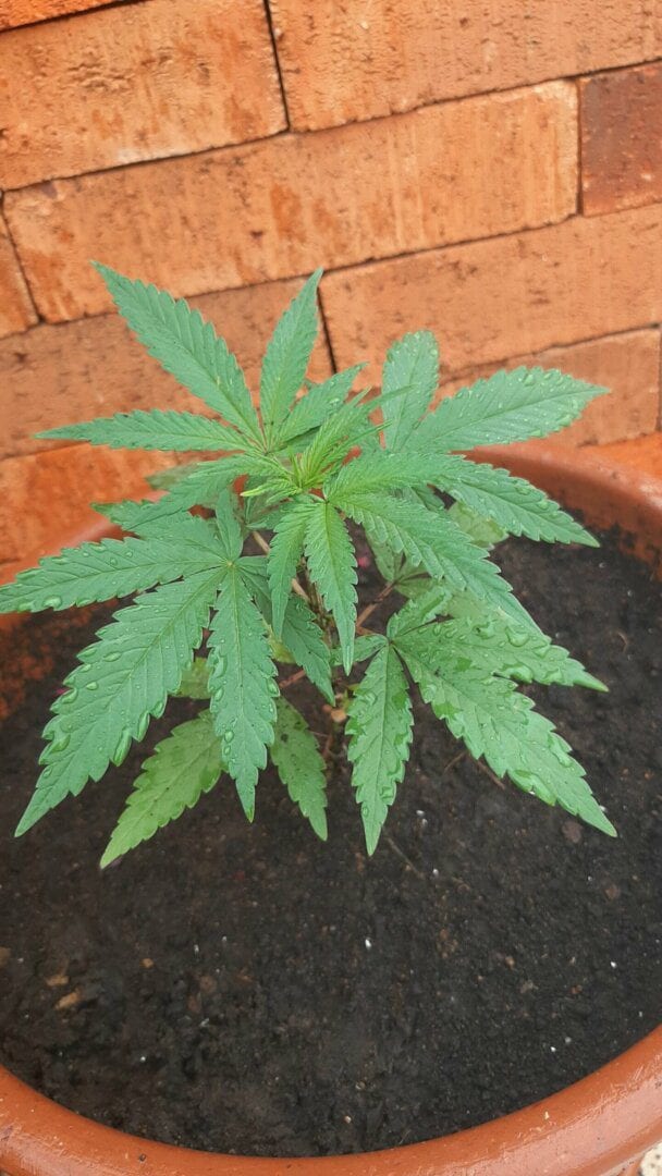 primeiro-plantio