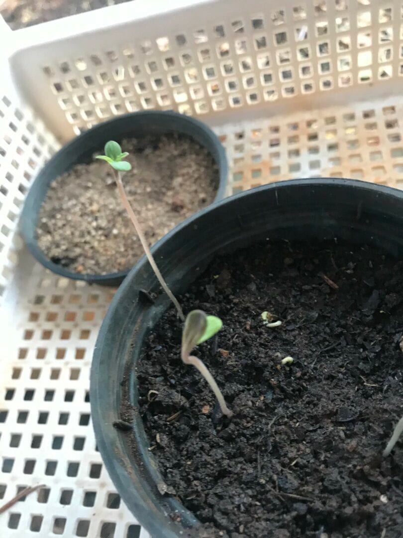 dirio-do-meu-plantio