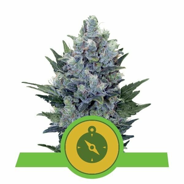 northern-light-automatic-royal-queen-seeds