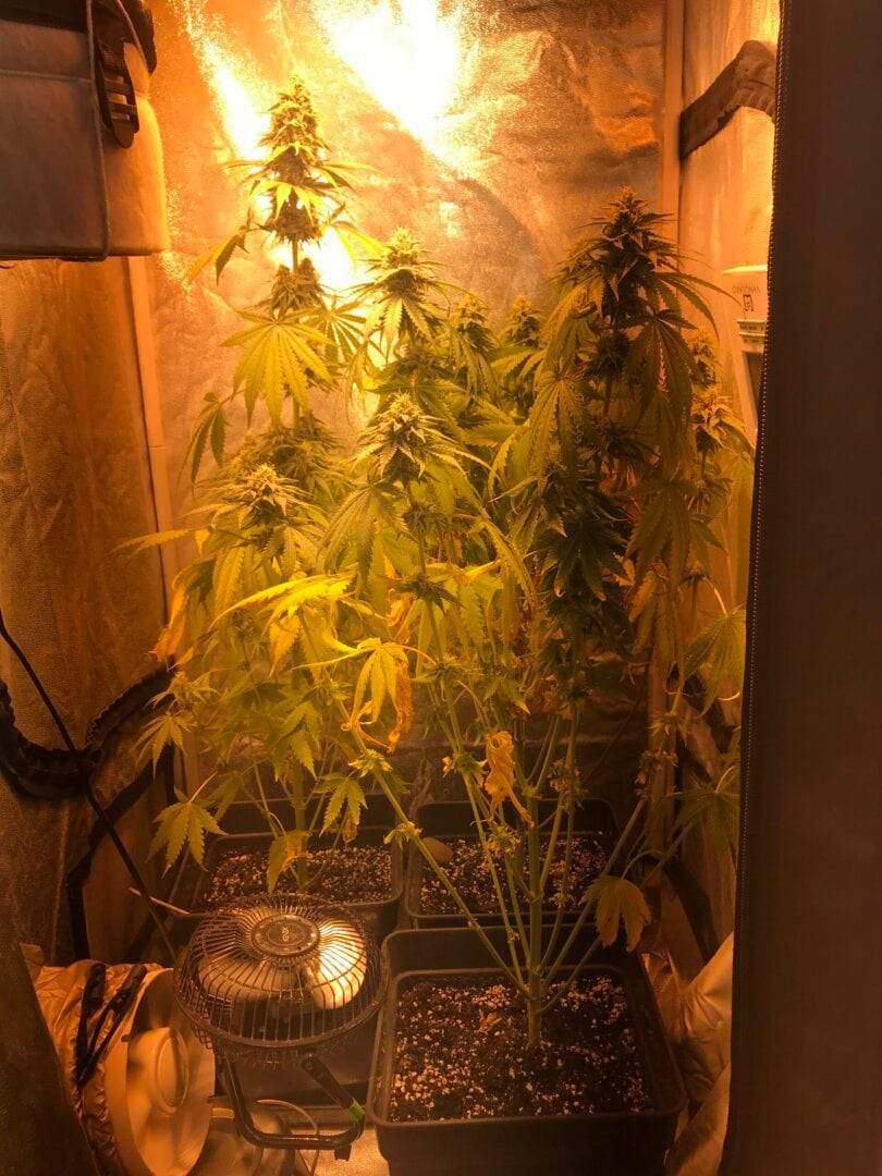 2xpineapple-kush-1xcritical