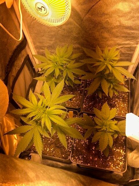 4-strains