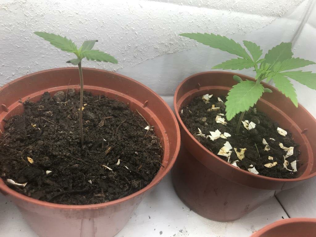 primeiro-cultivo-prensado