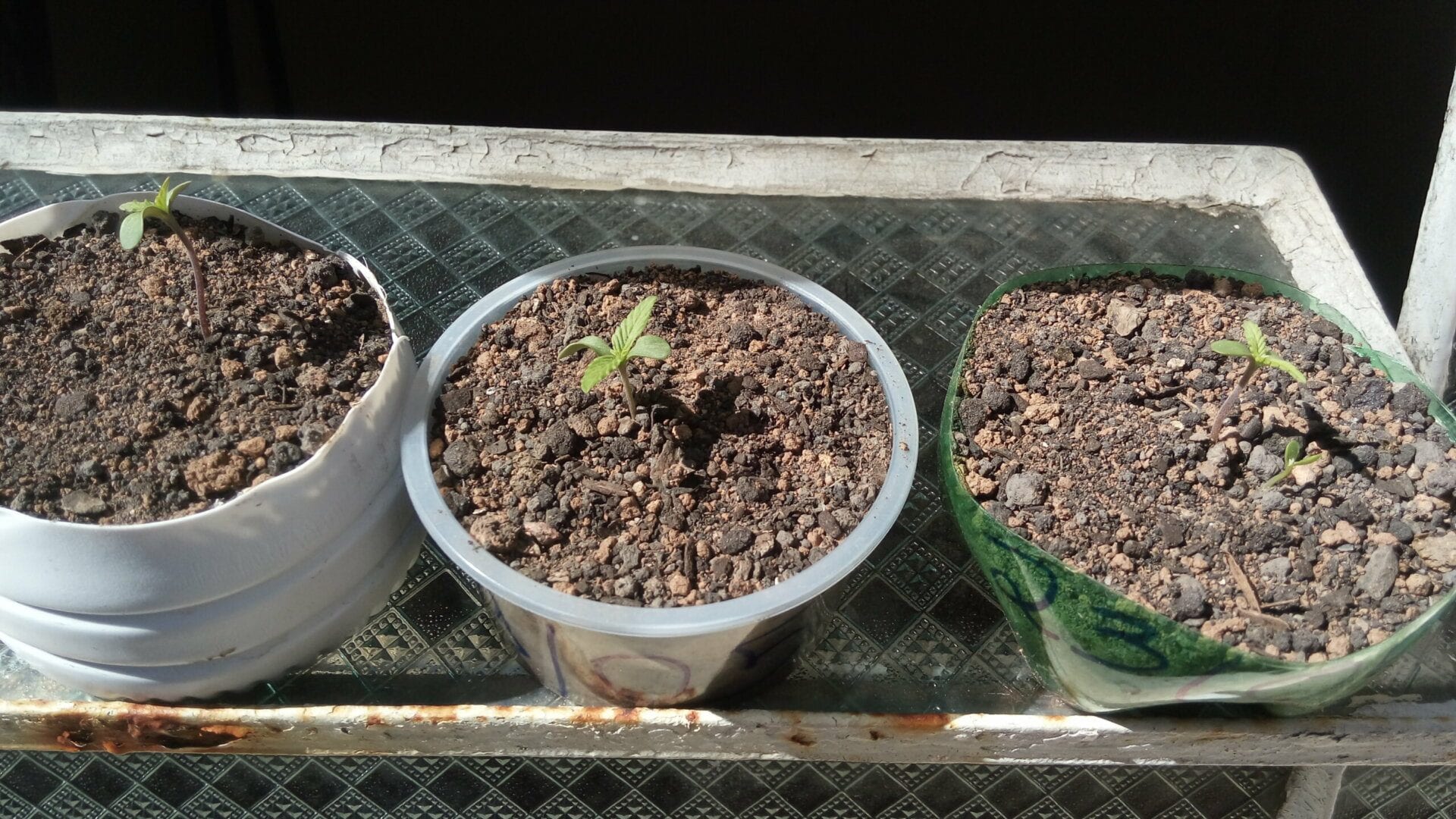 inicio-de-cultivo