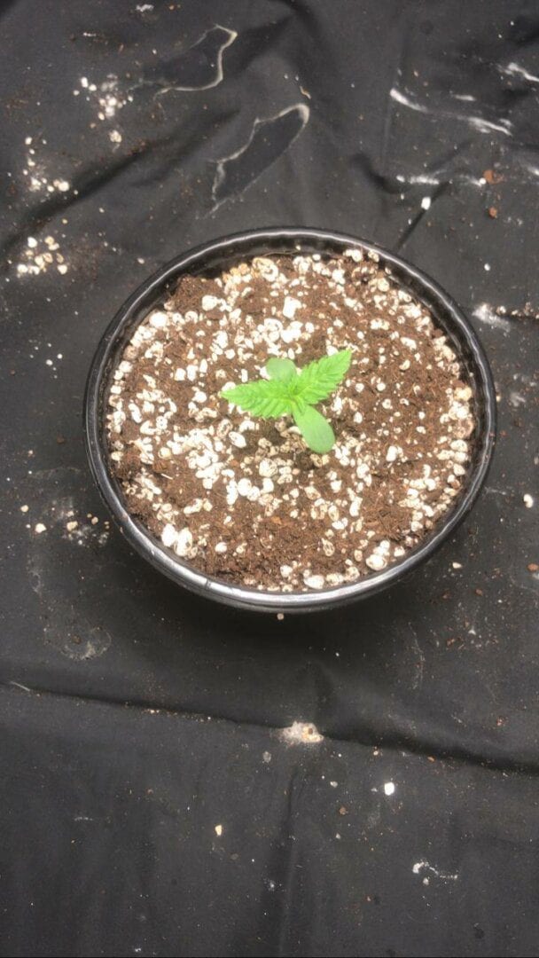 meu-primeiro-cultivo-prenseed