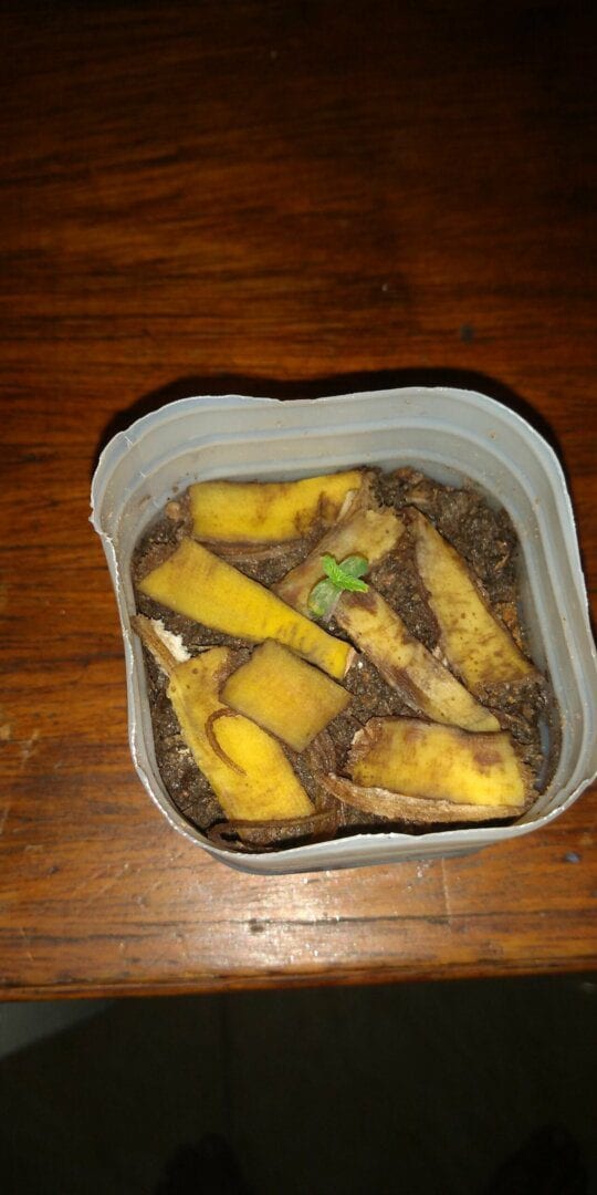 parece-bananeira-mas-no--hahaha