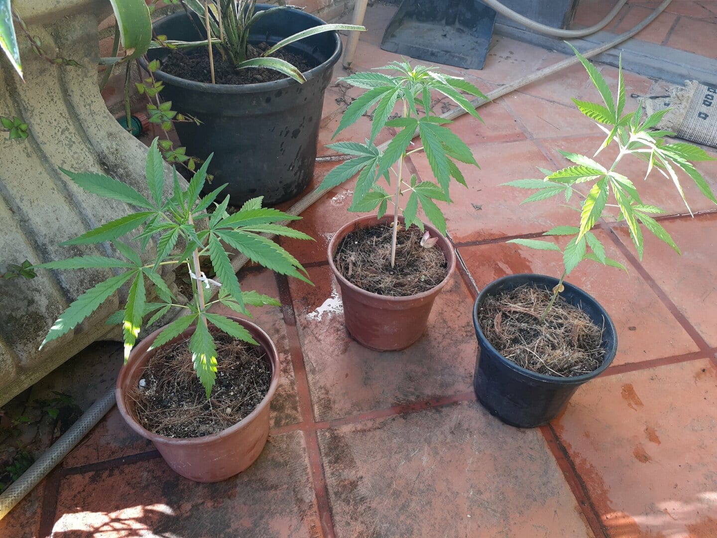 primeiro-cultivo-prensado