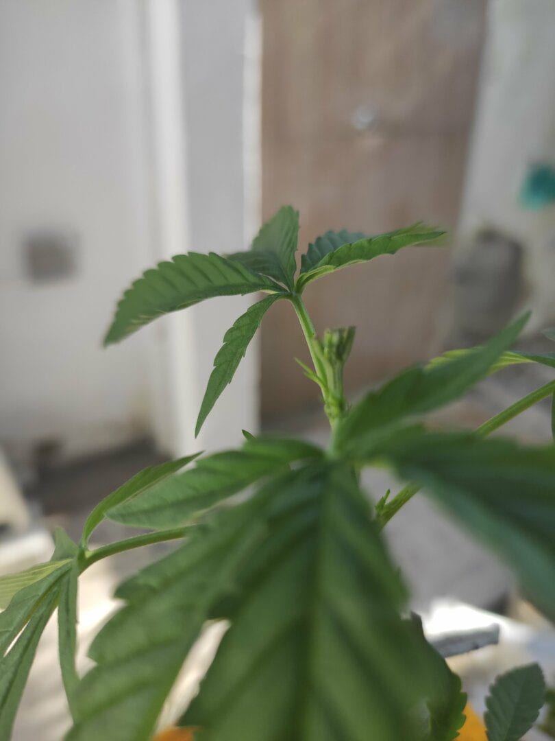 mary-jane-soltinha
