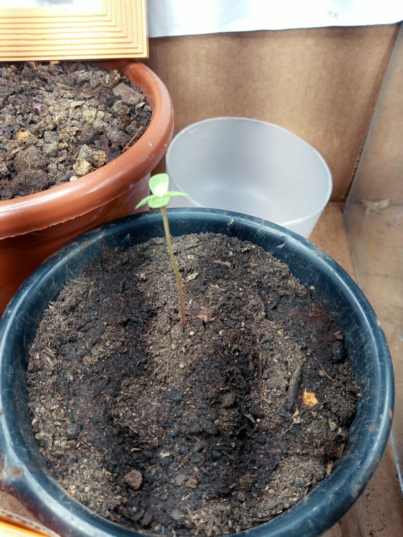 prenseed-da-horta