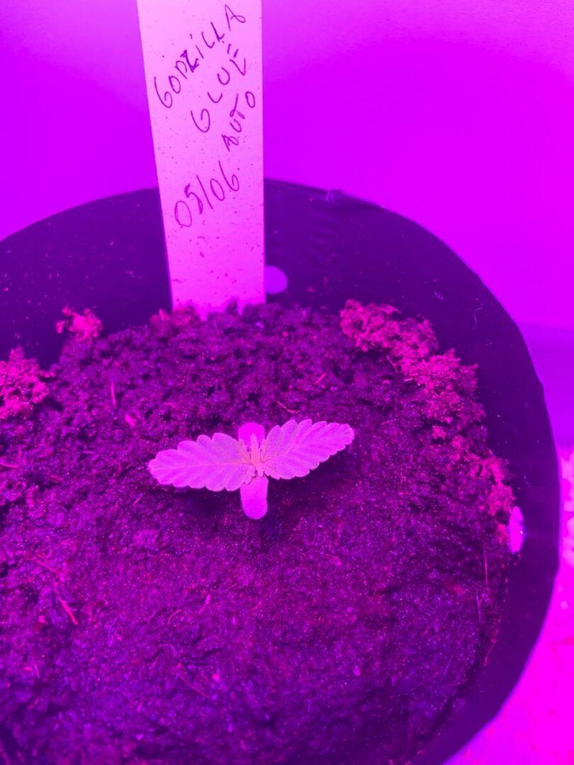 primeiro-cultivo