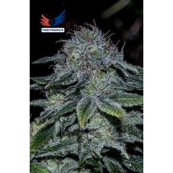 mystic-cookie-express