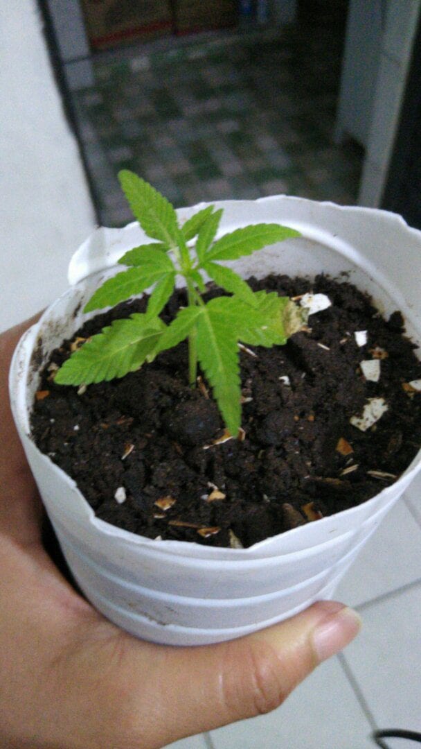 meu-cultivo