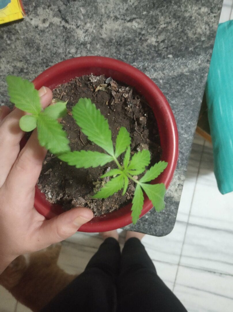 quarentenrio