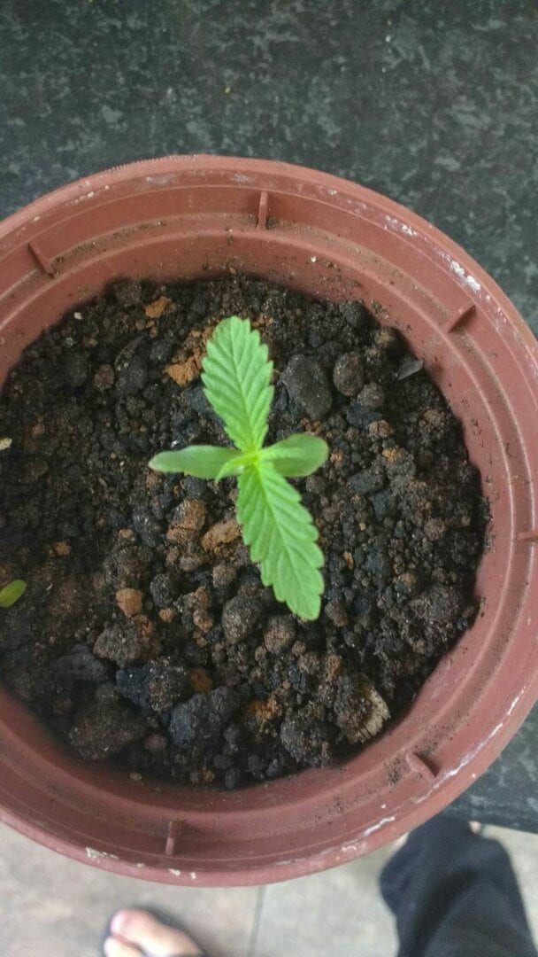 prenseeds-1-cultivo