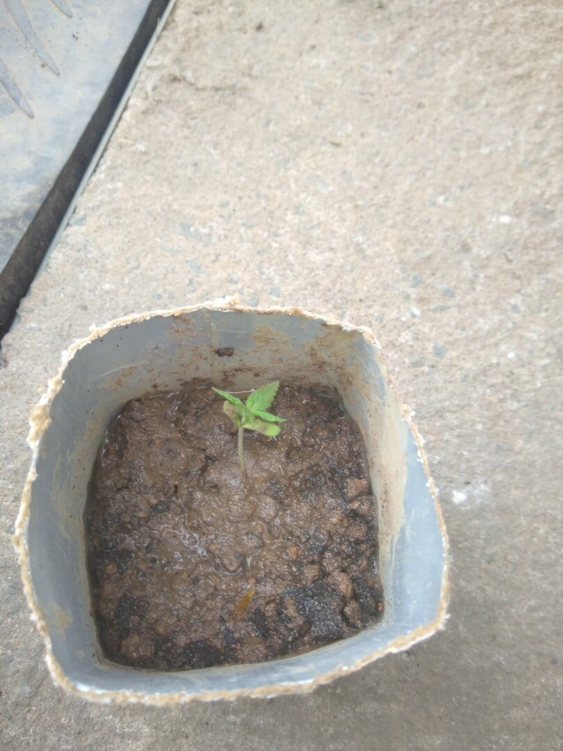 plantao-1