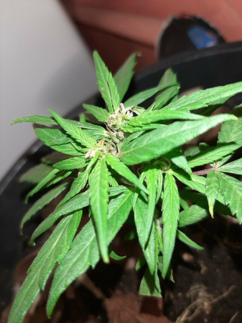 prenseeds-quarentena