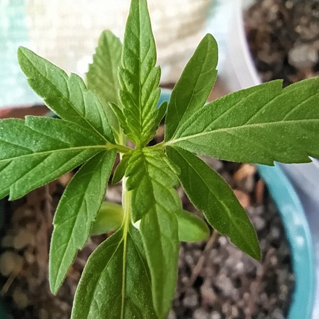 1-cultivo-improviso-maria-joana