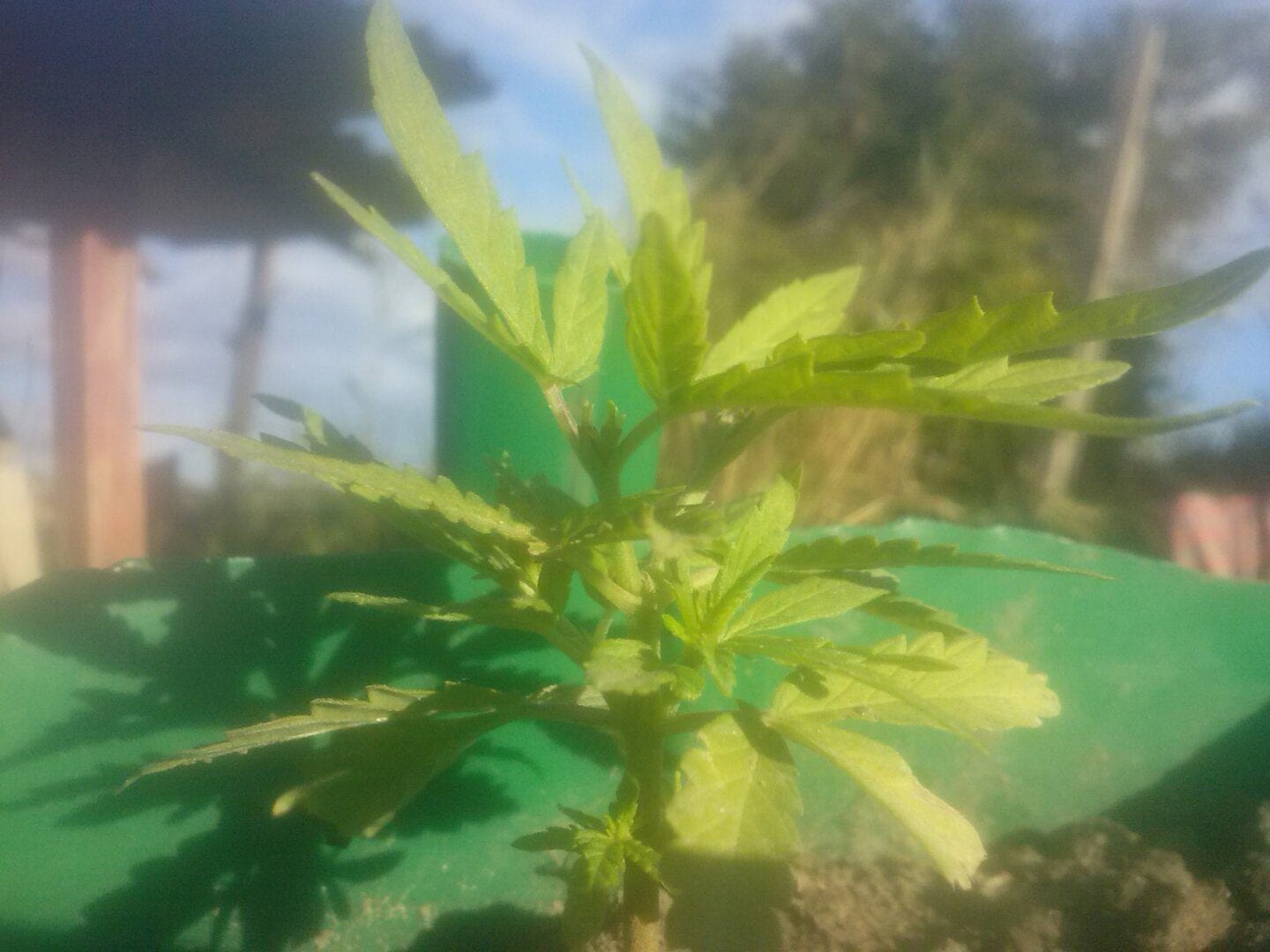 primeiro-cultivo