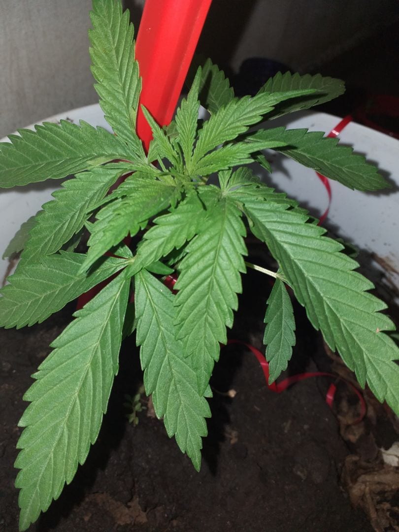 planta-prensado