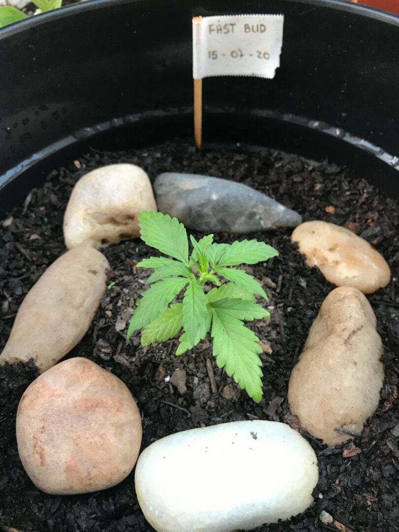 fast-bud-15-07-20