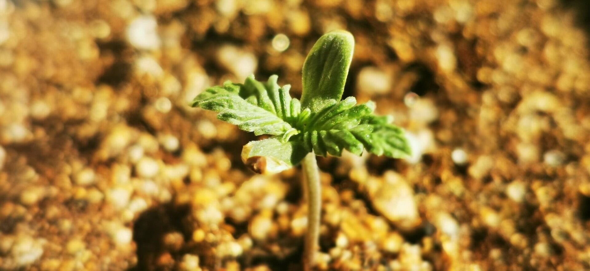 primeiro-cultivo