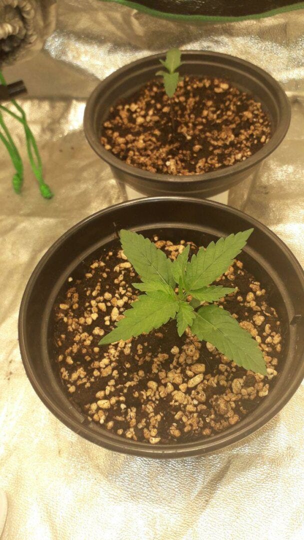 lemon-haze