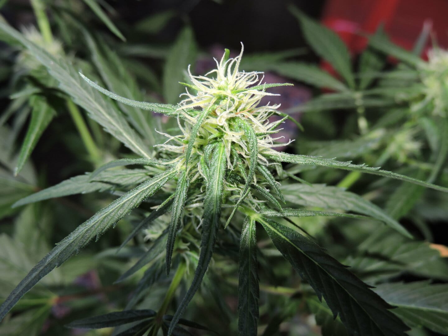 prenseeds3