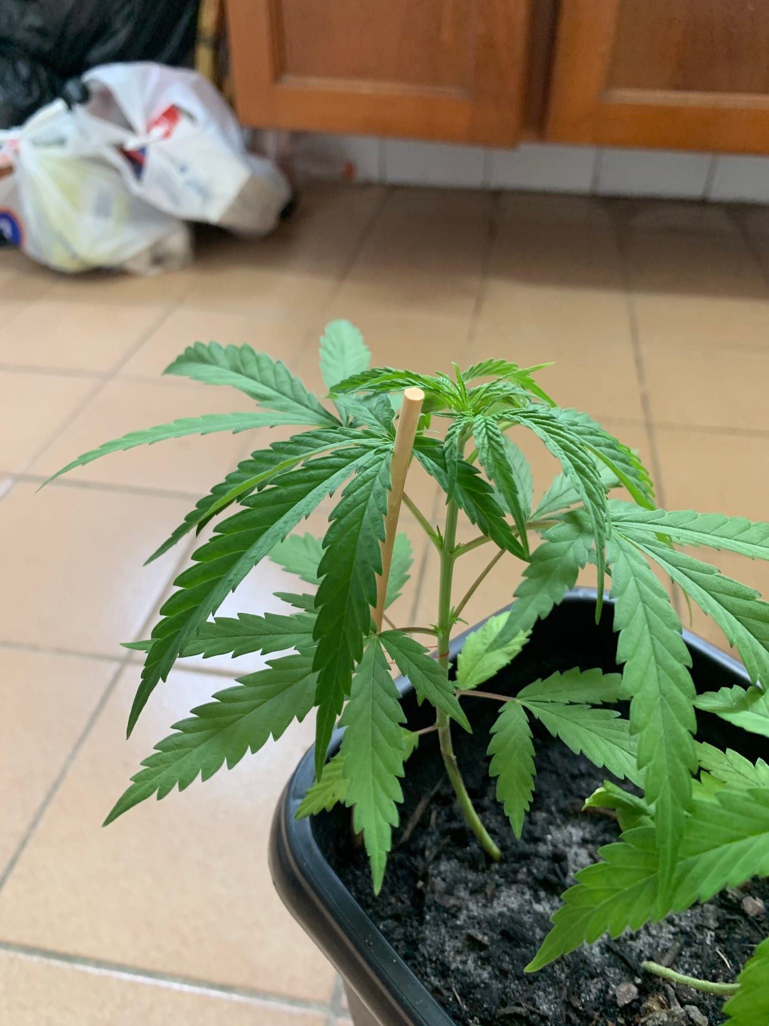 Primeiro cultivo ( preenseeds )