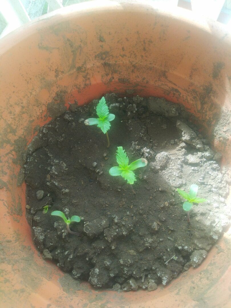 pren-seeds