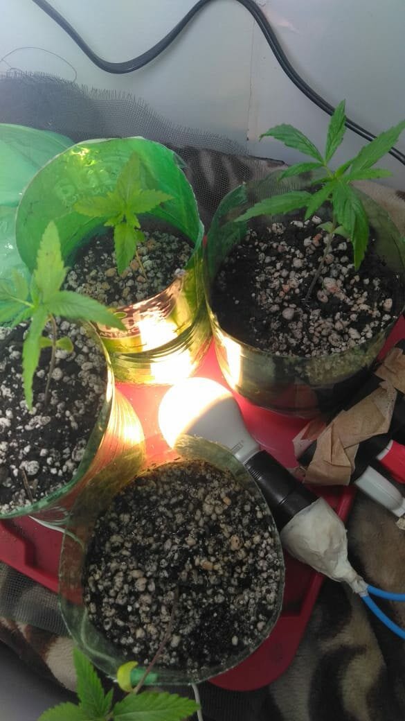 primeiro-cultivo