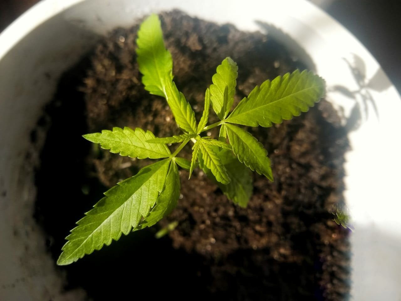 alegria-na-pandemia-experincia-1