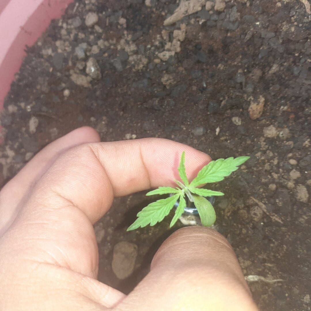 bolado