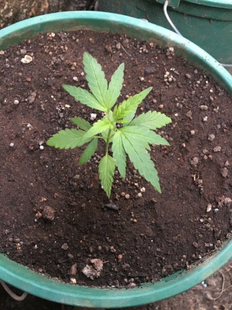 primeiro-cultivo