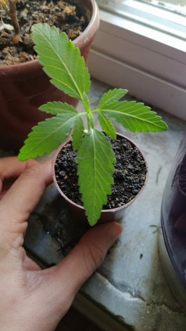 prenseed