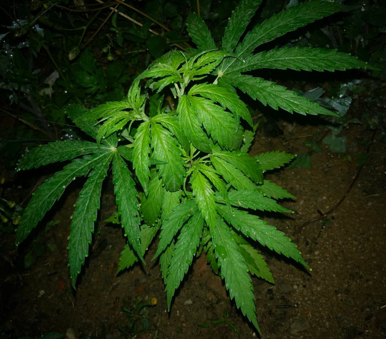 prenseeds