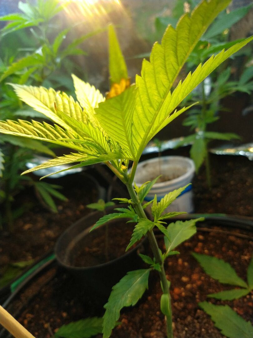 lemon-haze-fami