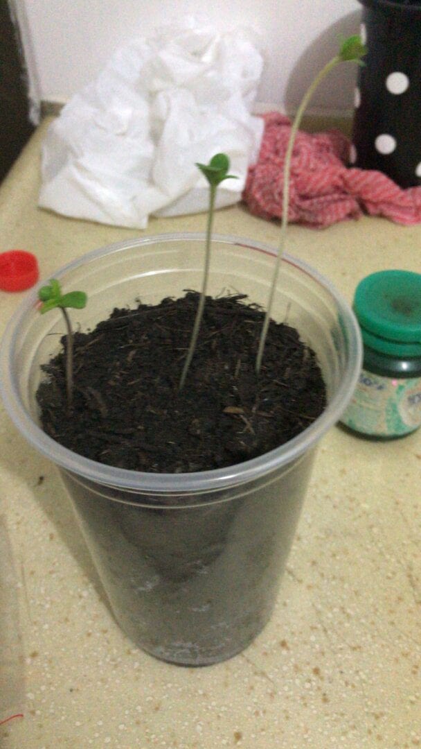 minha-primeira-filha