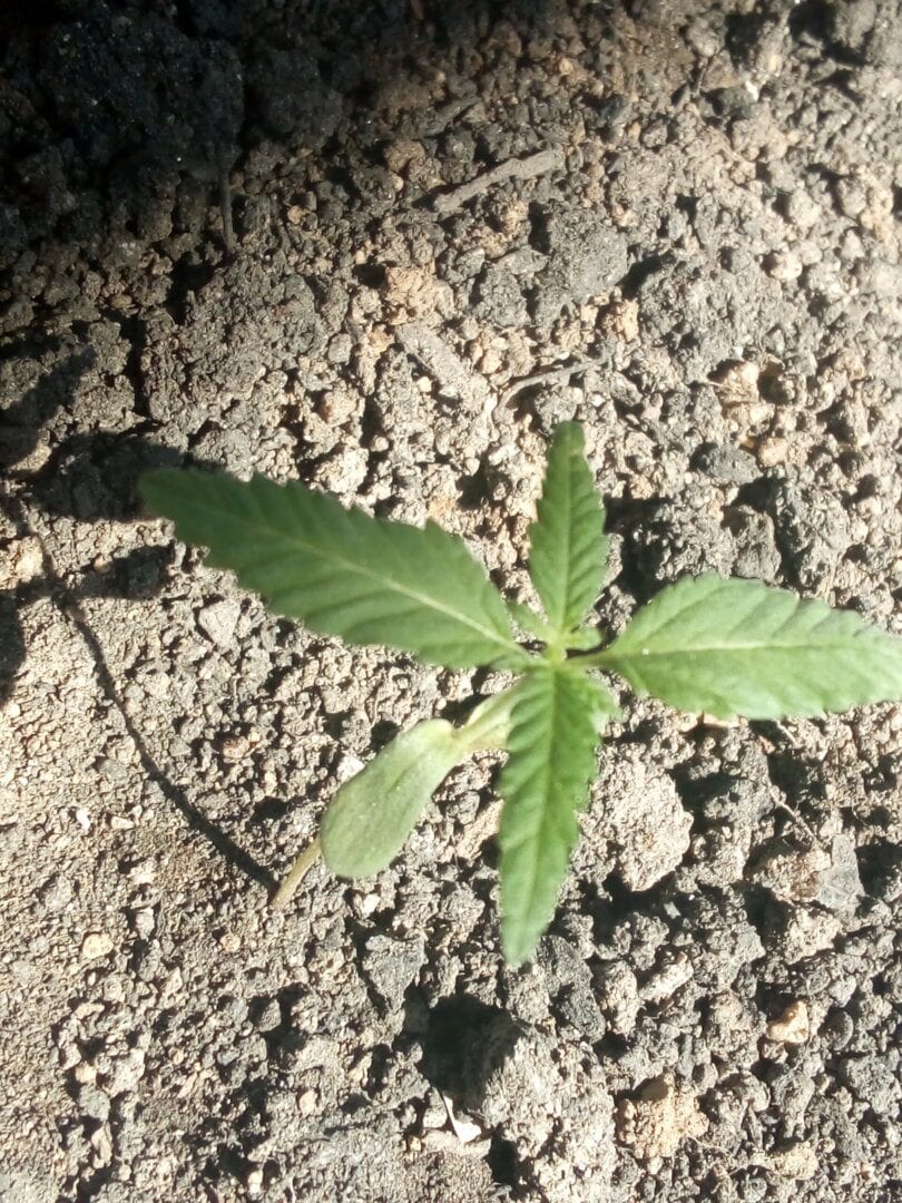 pardal