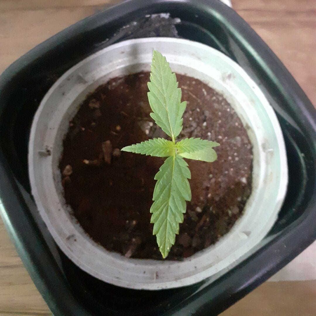 primeira-testando