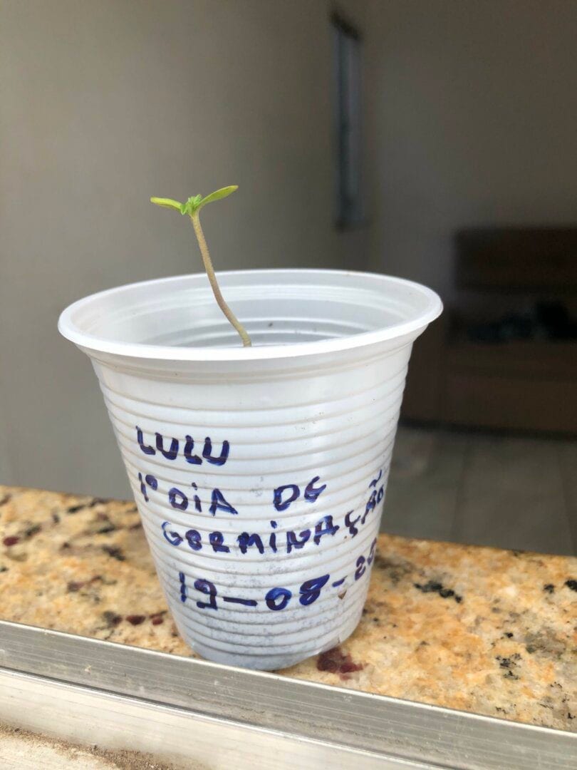 primeiro-cultivo