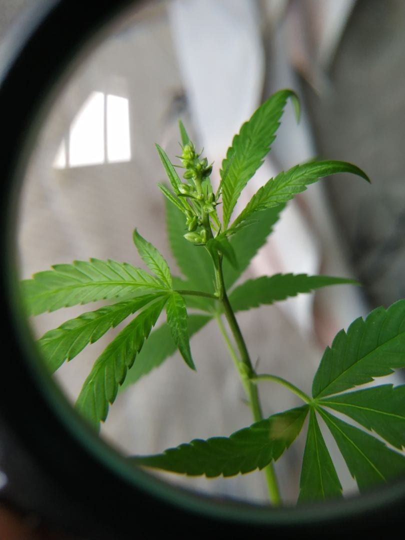 t-girls-kush