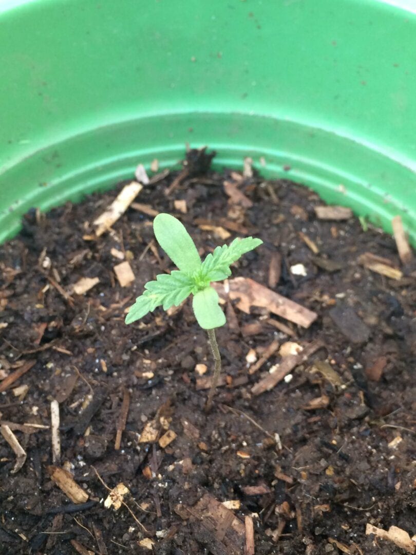 cabea-de-preto-maconhaseedsbank