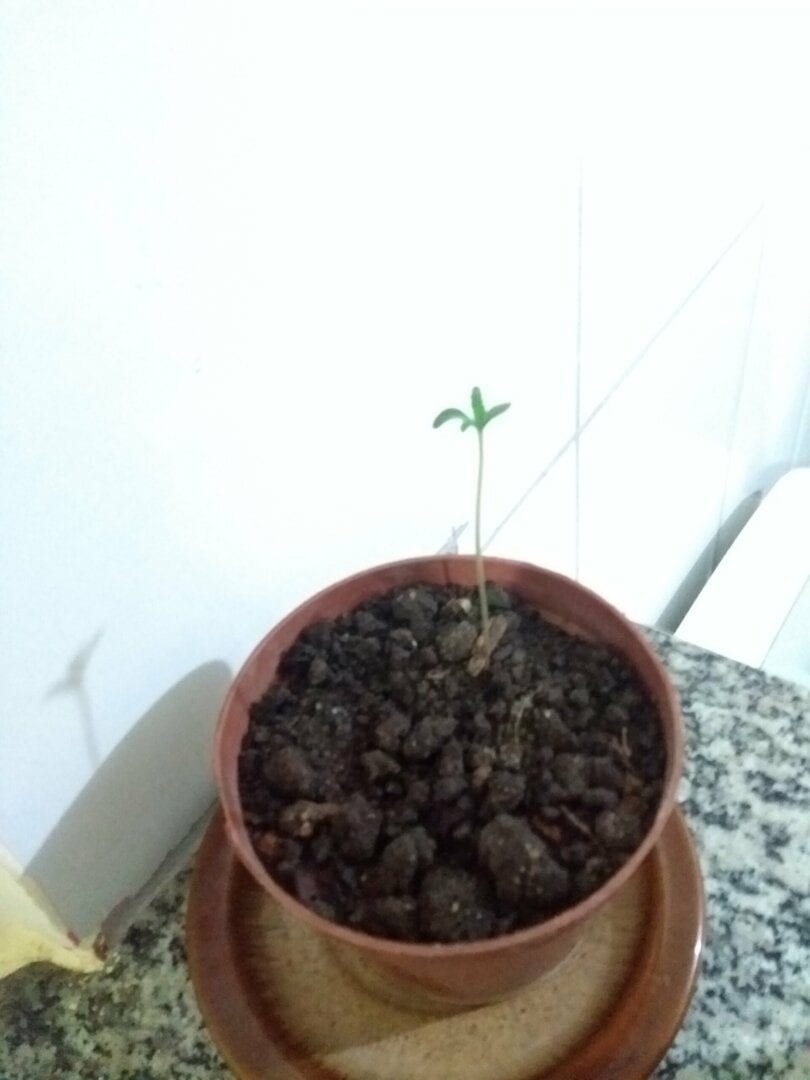 Jeff Juana