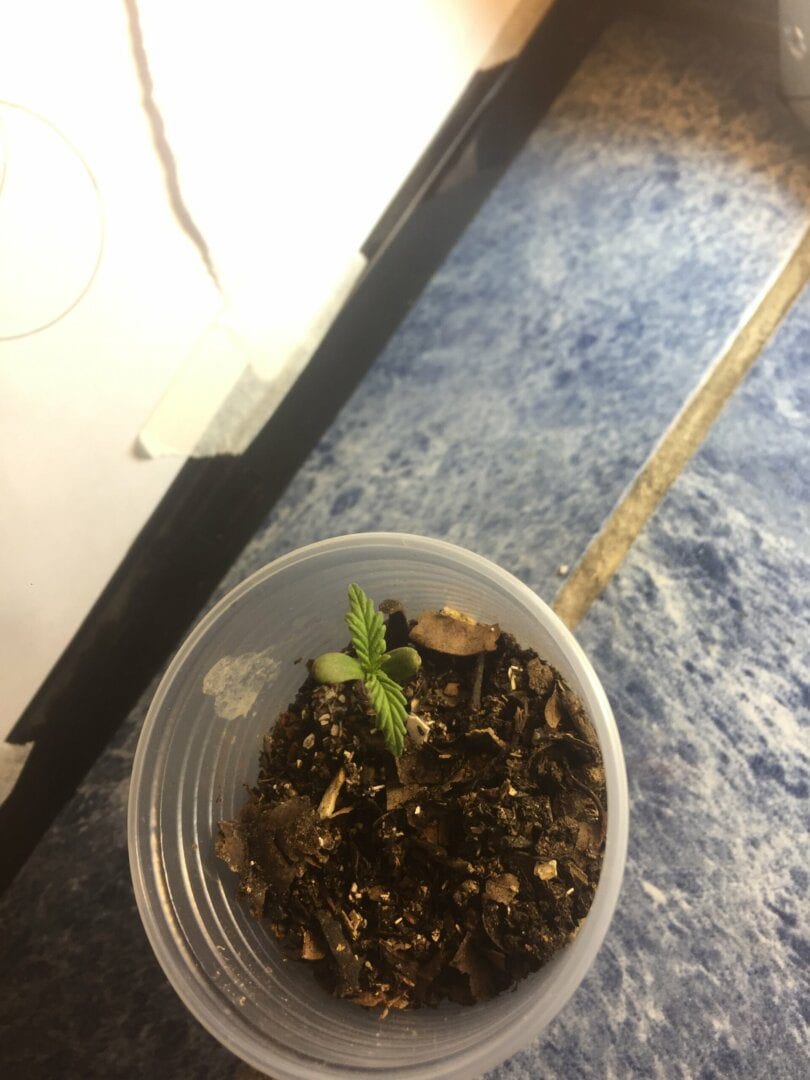 prenseed