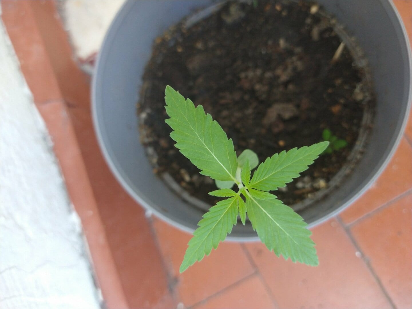 primeira-planta-1