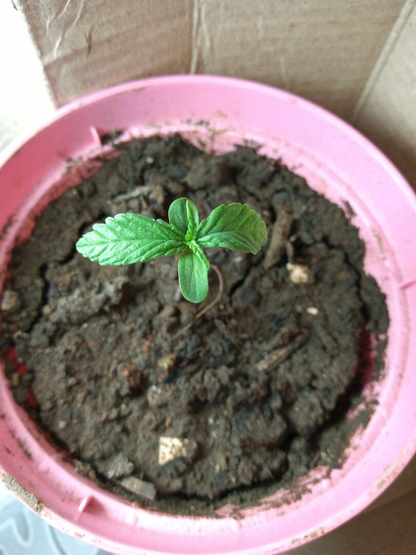 florzinha